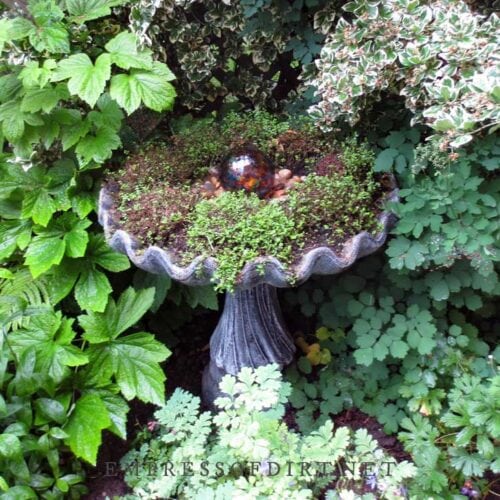 14 Birdbath Planter Ideas for Your Garden — Empress of Dirt