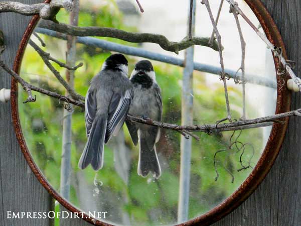 Chickadee admiring reflection in mirror in garden.