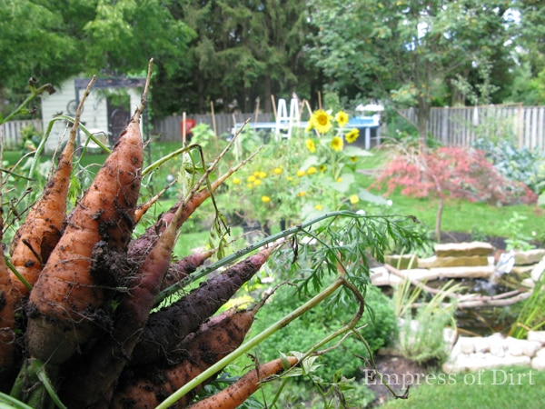 How to make seed tapes for planting tiny seeds How to make seed tapes for planting tiny seeds