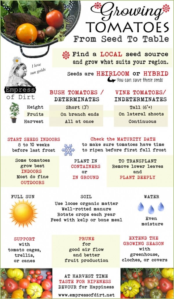 Tomatoes 101 A QuickStart Guide for Beginners Empress of Dirt