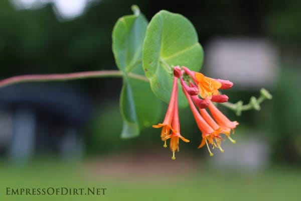 Honeysuckle -Pollinator Friendly Gardening: We know it's important to provide flowers that attract butterflies, but there's another important element that is often overlooked. The baby nursery! Without a place to lay their eggs and nurture their young, we can't have the mature butterflies we love and provide essential pollination for our gardens. Honeysuckle -Pollinator Friendly Gardening: We know it's important to provide flowers that attract butterflies, but there's another important element that is often overlooked. The baby nursery! Without a place to lay their eggs and nurture their young, we can't have the mature butterflies we love and provide essential pollination for our gardens.