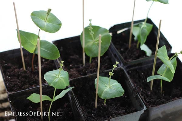 Honeysuckle vine cuttings in pots