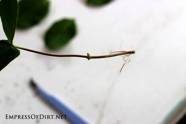 Peeling the outer layer of a honeysuckle cutting