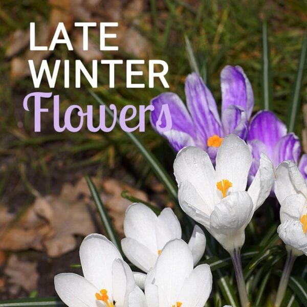 White and purple crocuses that flower in late winter.