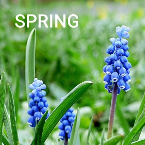 20 Flower Bulbs to Plant in Fall for Spring & Summer Blooms