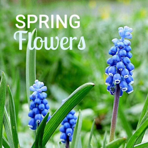 Hyacinth flowers in spring.