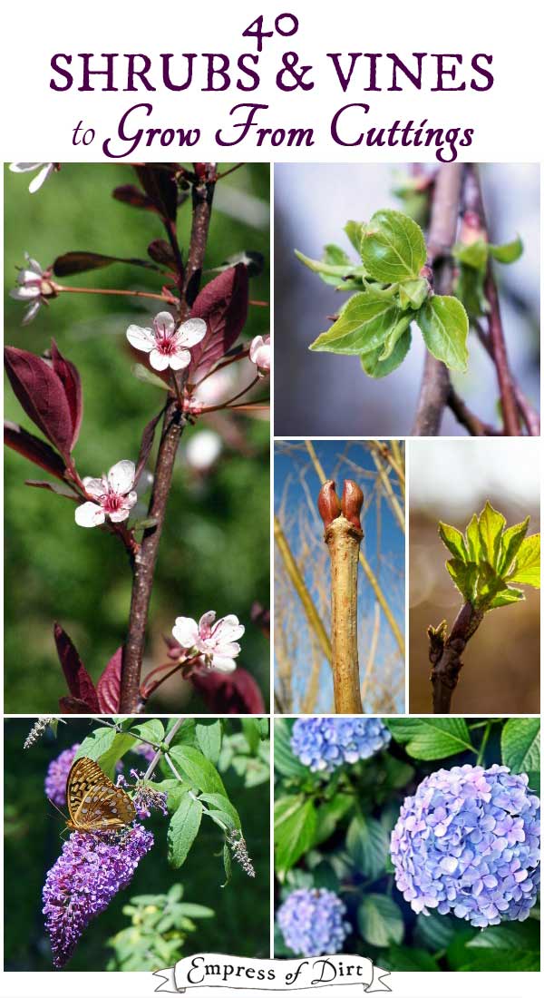 40 Shrubs & Vines to Grow from Hardwood Cuttings Fall & Spring