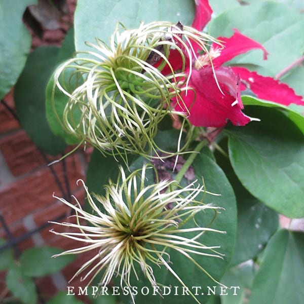 Clematis seeds forming on the dying flower.