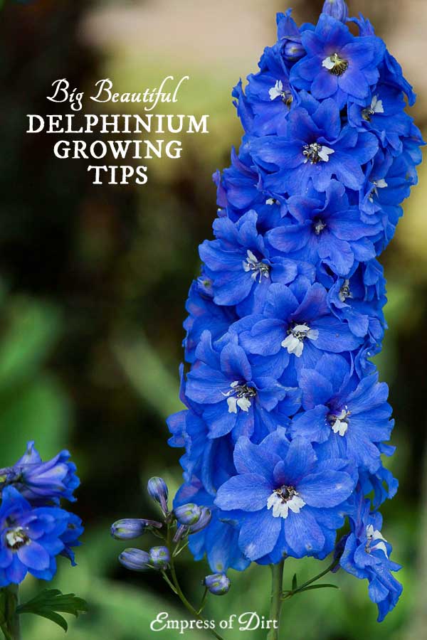 Secrets For Growing Gorgeous Delphiniums Empress Of Dirt Delphiniums Are Well Loved By So Many With Their Gorgeous Blue Flowers That Tower