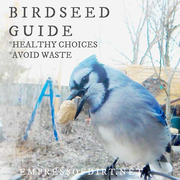 Birdseed Best Choices For Bird Health And Your Budget Empress