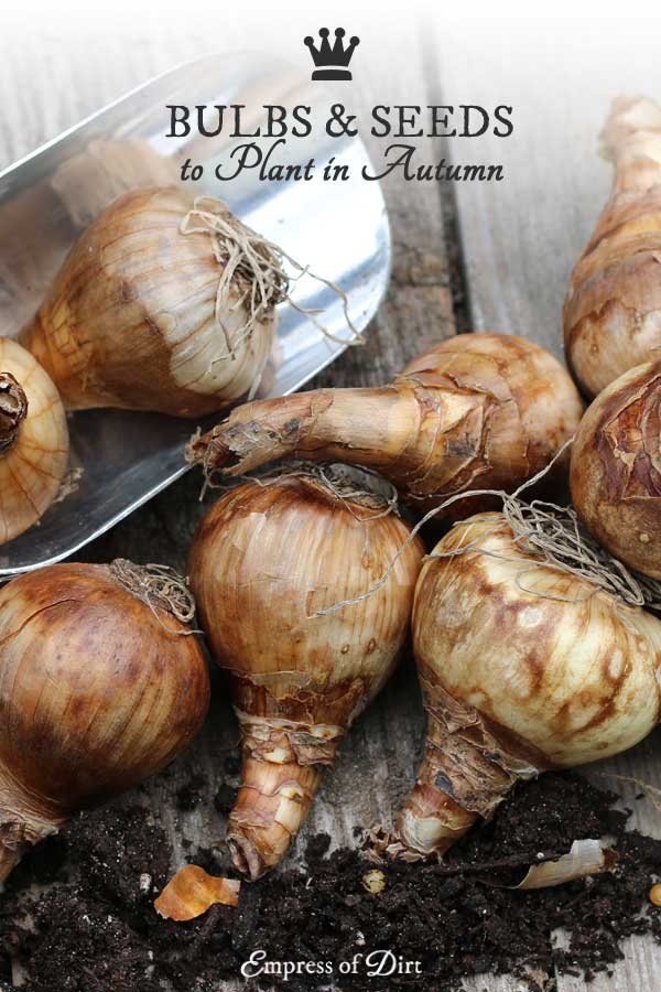 Bulbs and Seeds To Plant In The Fall Empress of Dirt