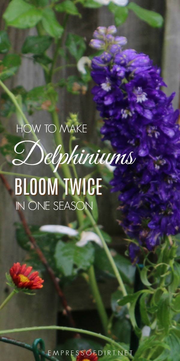 If you love delphiniums and wish the beautiful, tall, blue flowers would last throughout the summer. They do not, of course, but with this simple tip, you can actually get these gorgeous, flowering giants to bloom a second time within the same growing season. A simple trick to get a second set of blooms from delphiniums.