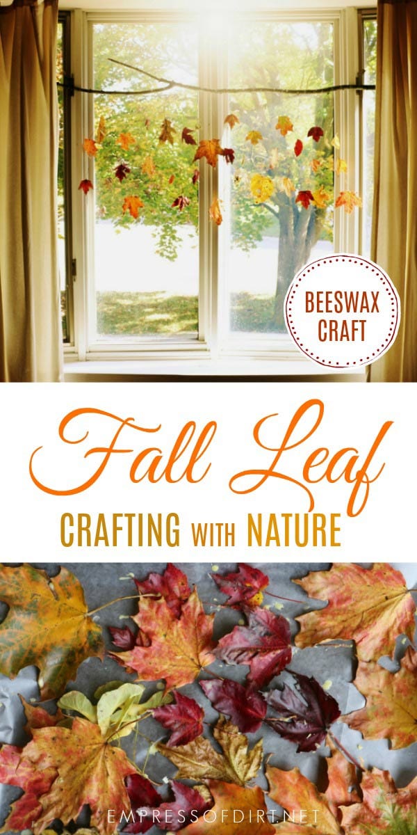 With this simple beeswax trick for preserving leaves, you can capture the beauty of autumn and create this beautiful hanging window art. With this simple beeswax trick for preserving leaves, you can capture the beauty of autumn and create this beautiful hanging window art.