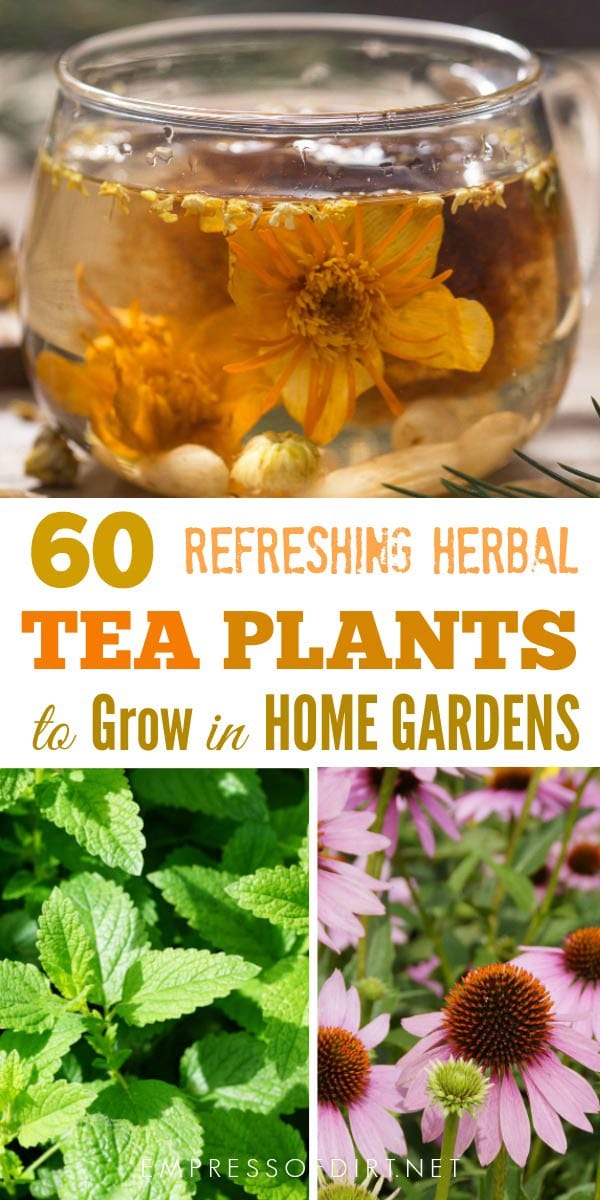 60 Herbal Plants to Grow for Homemade Tea Empress of Dirt