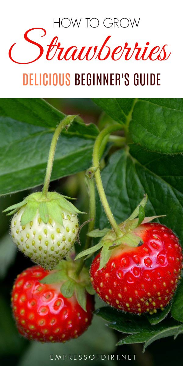 How To Grow Strawberries Empress Of Dirt This Is For Beginner Gardeners Who Want To Grow Strawberries In The Home Garden