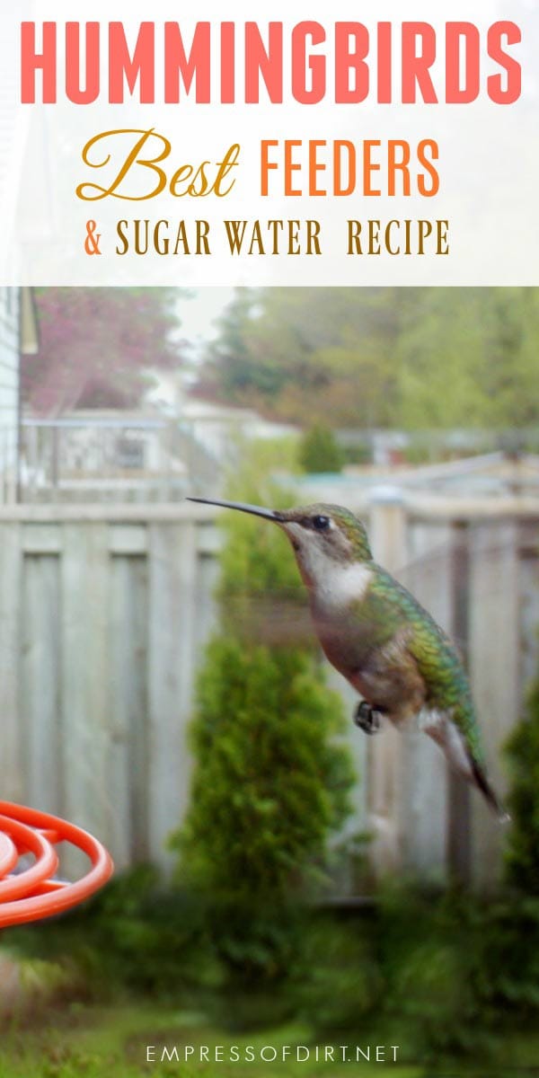 feeders hummingbird food recipe for hummingbird make food do how you Foodfash.co feeders hummingbird food recipe for hummingbird make food do how you Foodfash.co