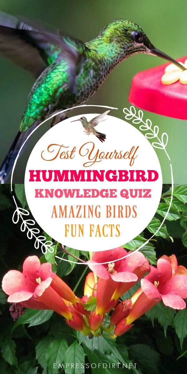 Do you know hummingbirds? Take the quiz and find out