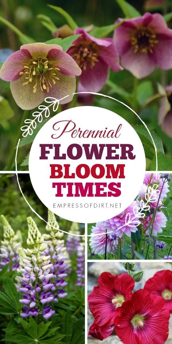 Perennial Flower Bloom Times for Every Season Empress of Dirt