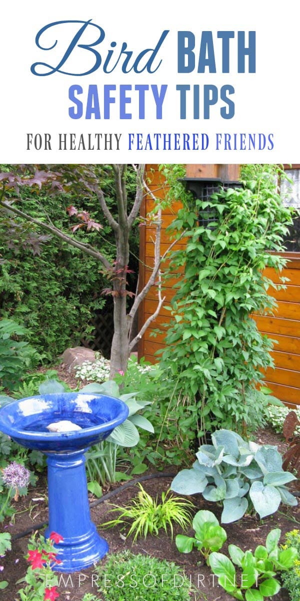 Bird Bath Safety Tips for Happy Healthy Birds Empress of Dirt