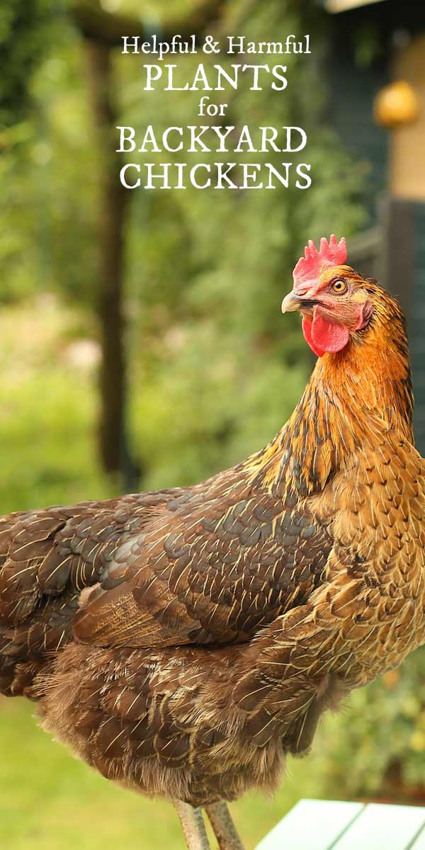 Helpful & Harmful Plants for Backyard Chickens Empress of Dirt