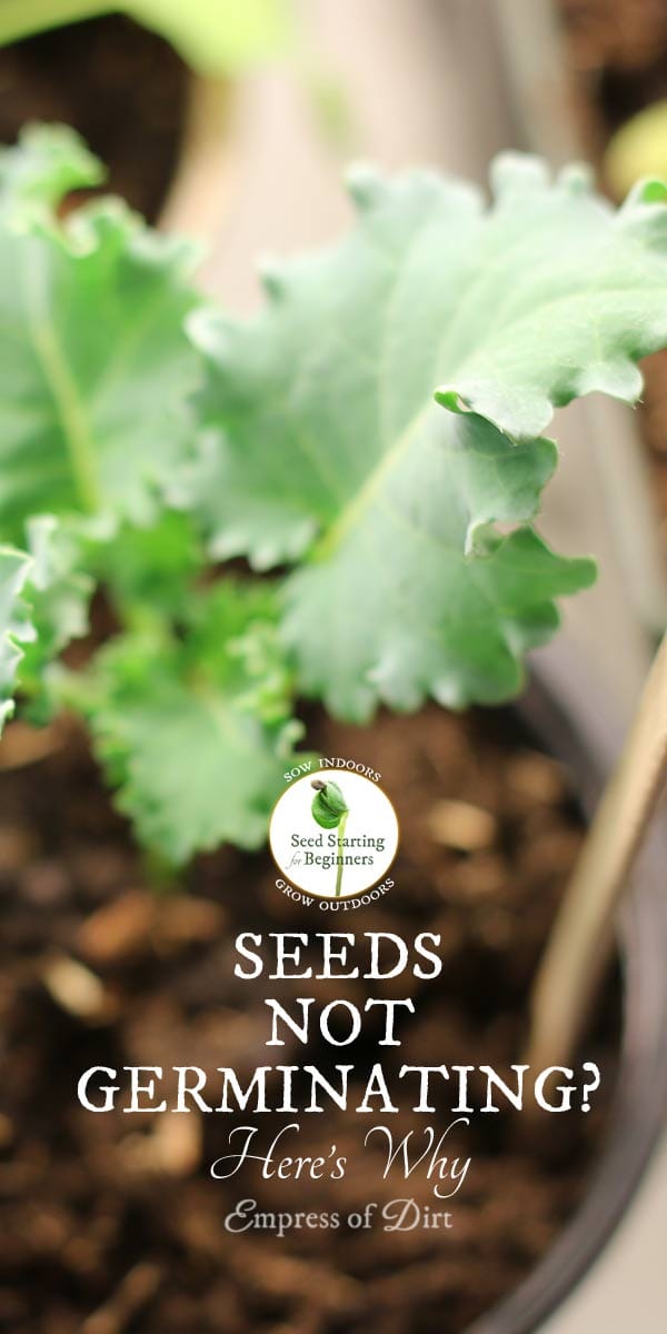 Seeds Not Germinating or Growing Well? Here's Why Empress of Dirt