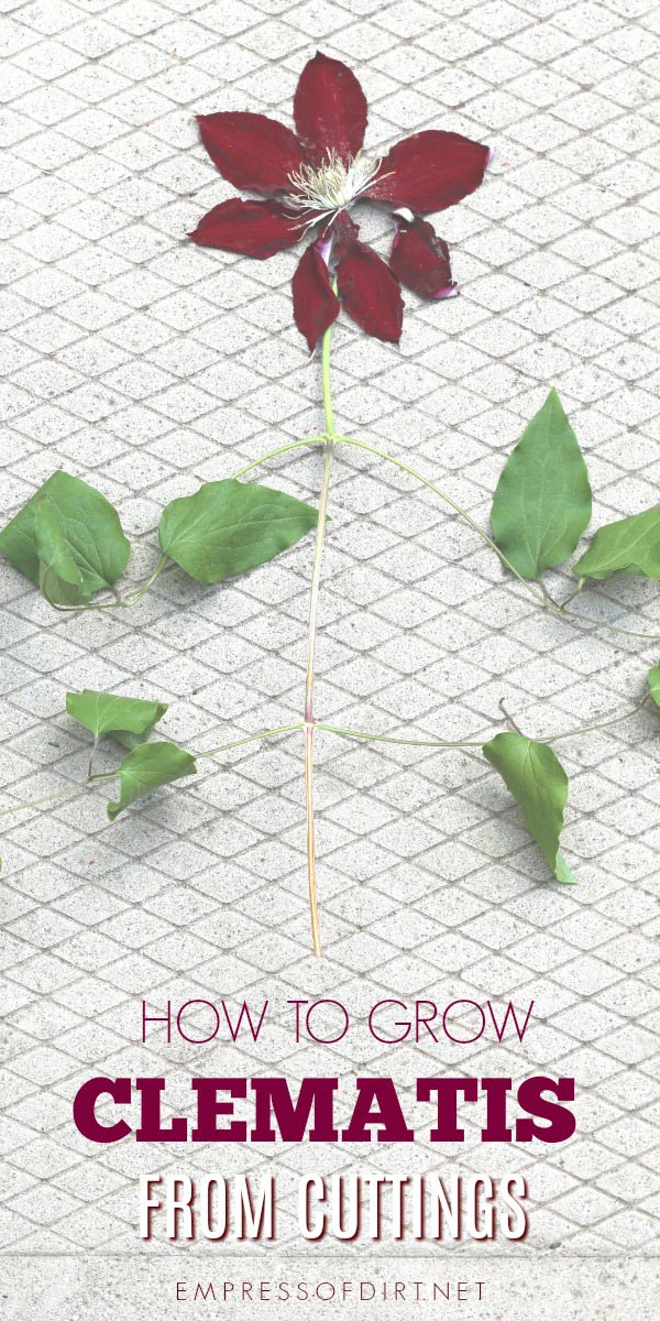 How to Grow Clematis from Cuttings Empress of Dirt