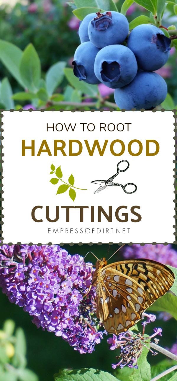 40 Shrubs & Vines to Grow from Hardwood Cuttings Fall & Spring