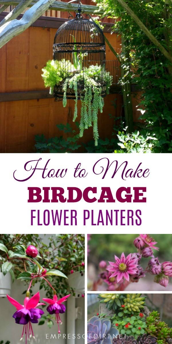 How To Make A Birdcage Flower Planter Empress Of Dirt Birdcage Planters Are A Favorite With Creative Gardeners These Tips Share Ideas For Setting Up