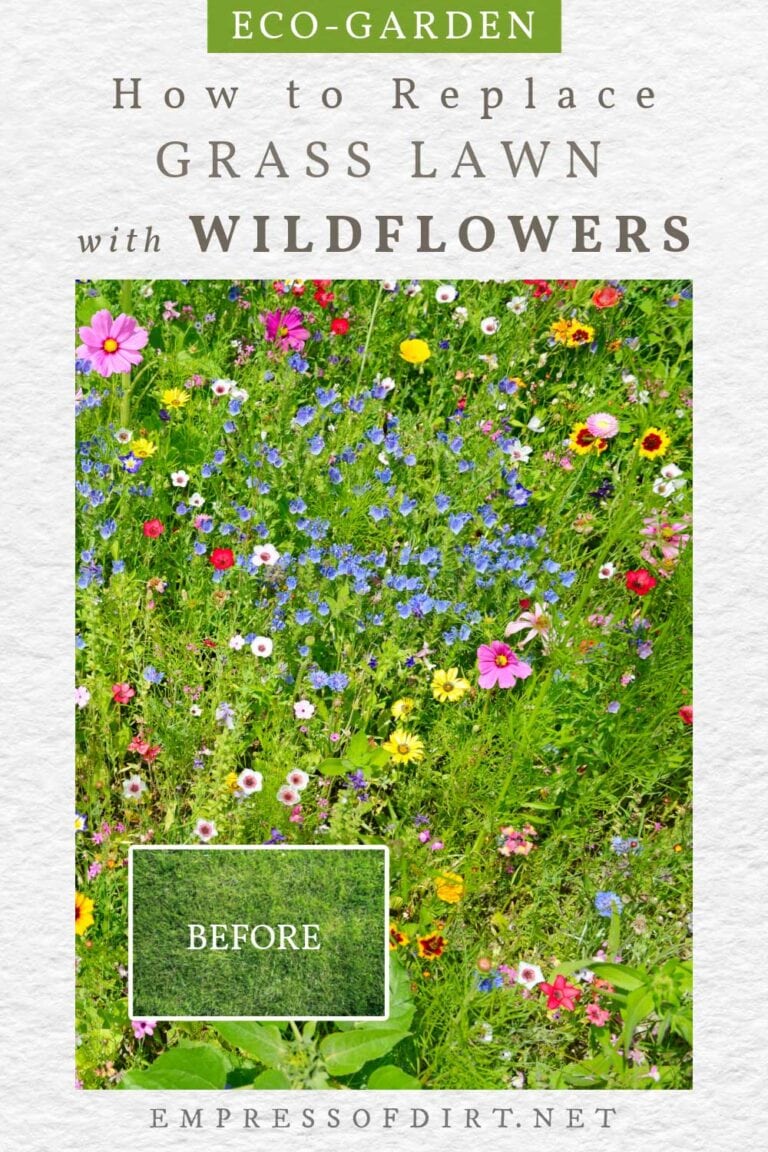 How To Replace Lawn With Wildflower Seed Mix Empress Of Dirt how-to-replace-lawn-with-wildflower-seed-mix-empress-of-dirt