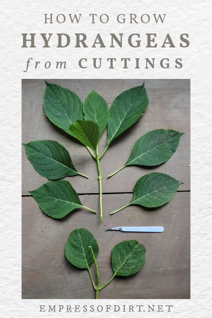 How To Grow Hydrangea From Cuttings — Empress of Dirt