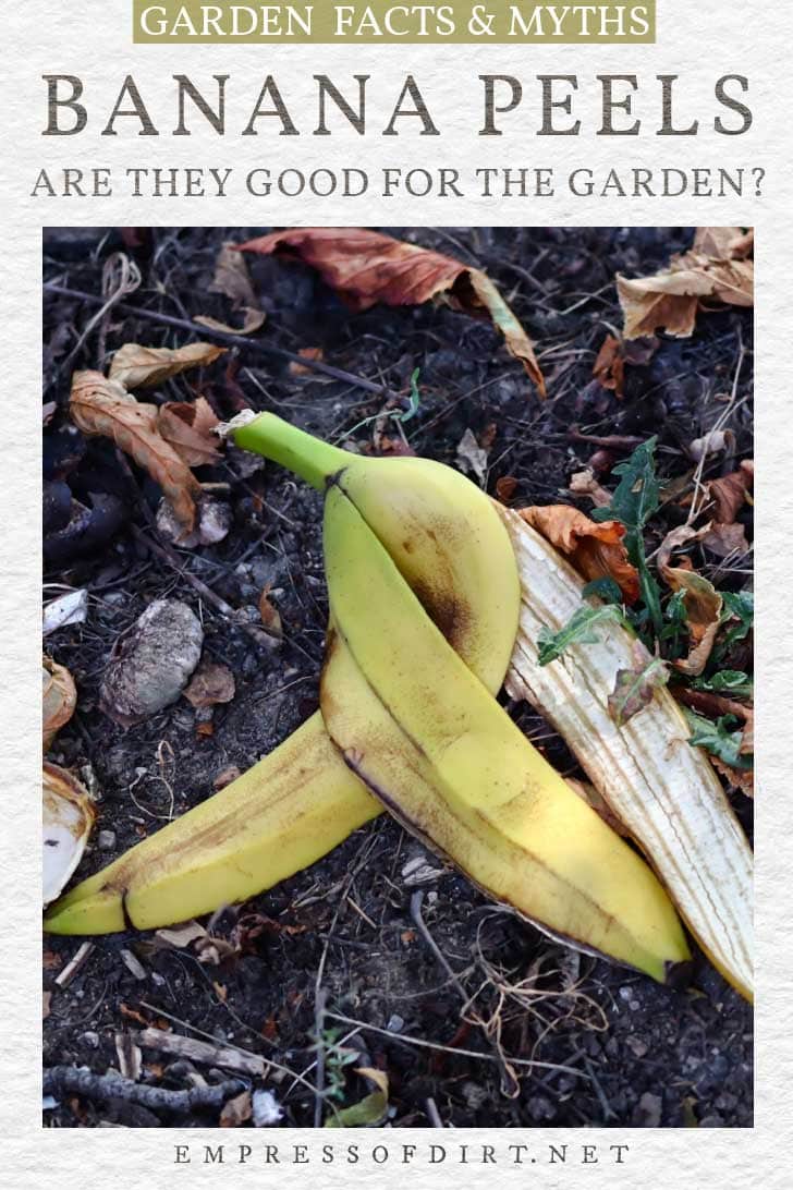 Why Banana Peels Will Not Improve Your Plants (Potassium Myth)