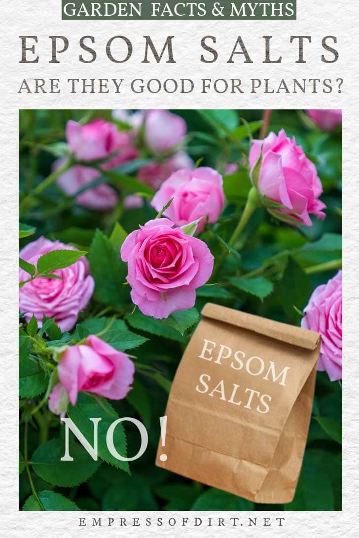 Why Epsom Salt is Not Good For Your Garden (or the Environment)