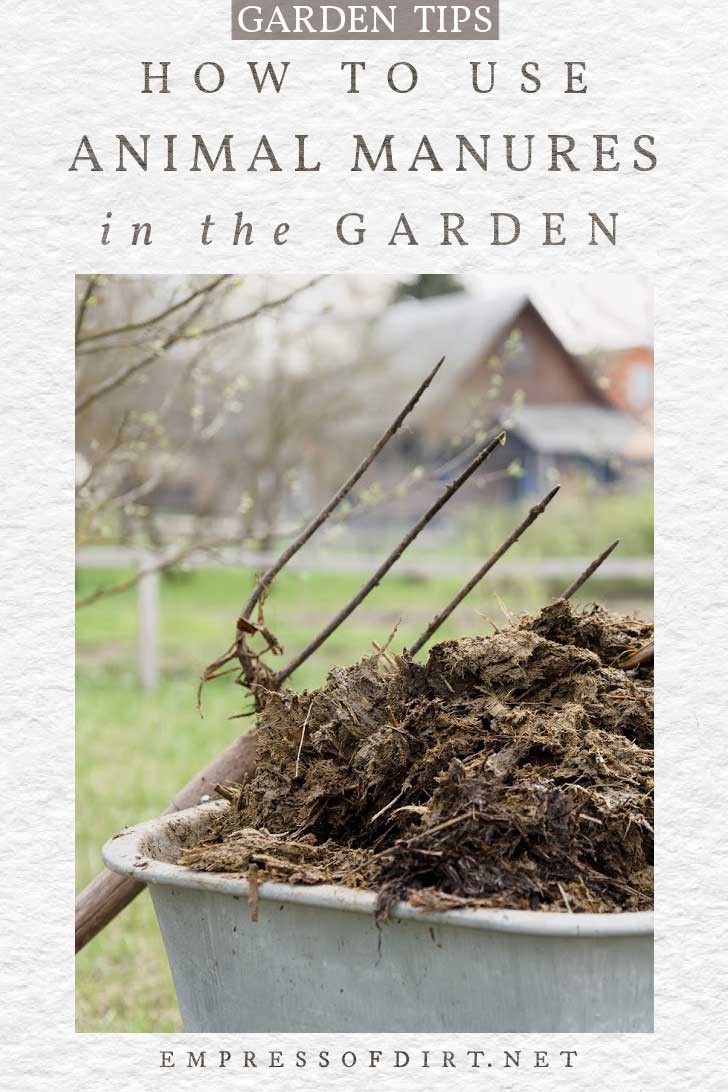 Tips for Using Animal Manures in the Garden EOD