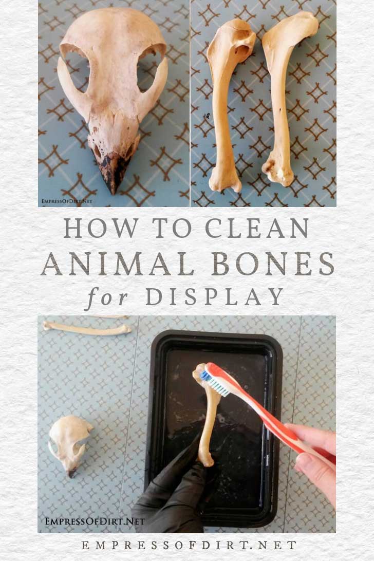 How to Clean Animal Bones for Display — Empress of Dirt