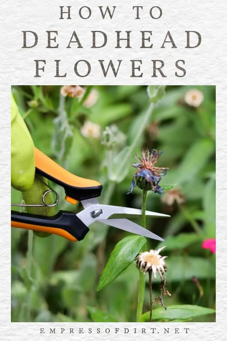 How to Deadhead Flowers & Make Way for More Blooms