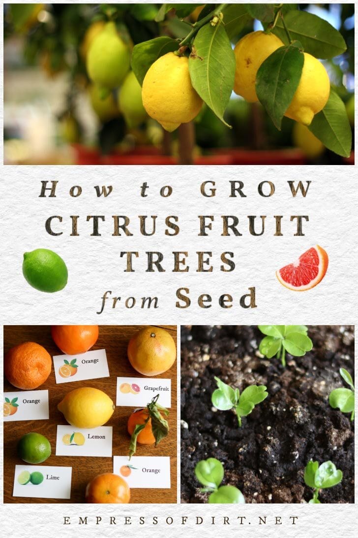 How To Grow Citrus From Seed How to Grow Lemon Trees from Seed (& Other Citrus Fruits)