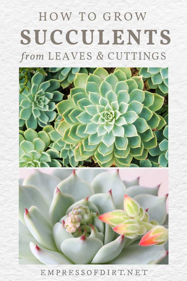 How to Grow Succulents from Cuttings — Empress of Dirt