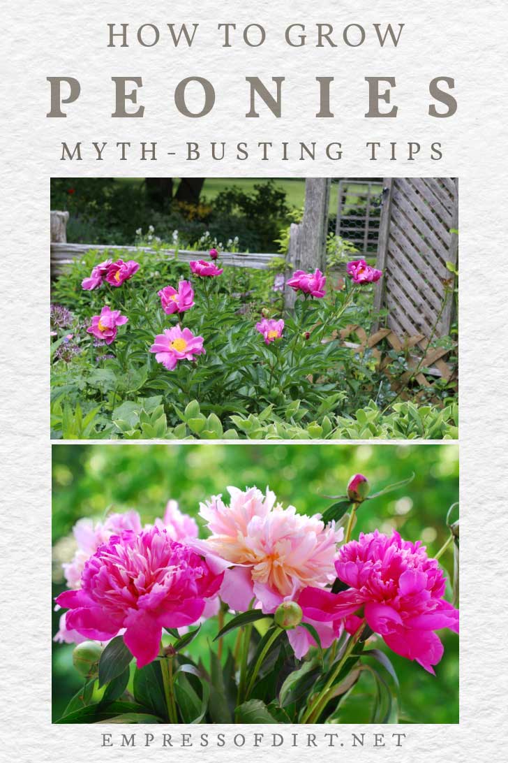 How to Grow Peonies (and MythBusting Tips) — Empress of Dirt