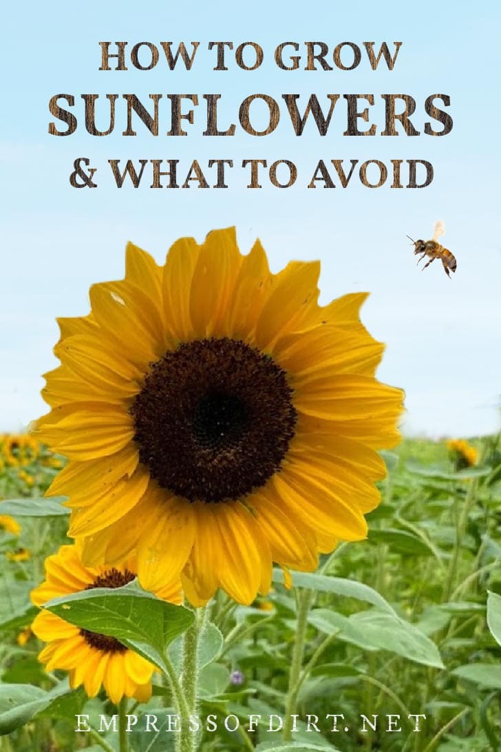 How to Grow Sunflowers (& Common Mistakes To Avoid) Empress of Dirt