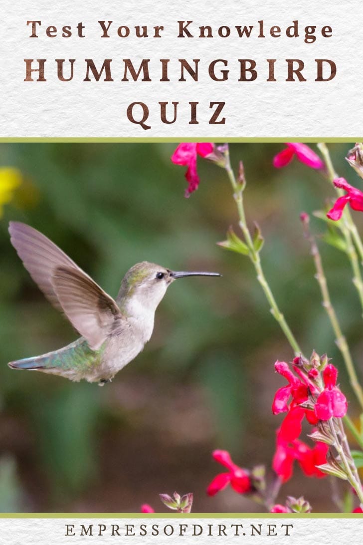 Do You Know Hummingbirds? Take the Quiz and Find Out! Empress of Dirt