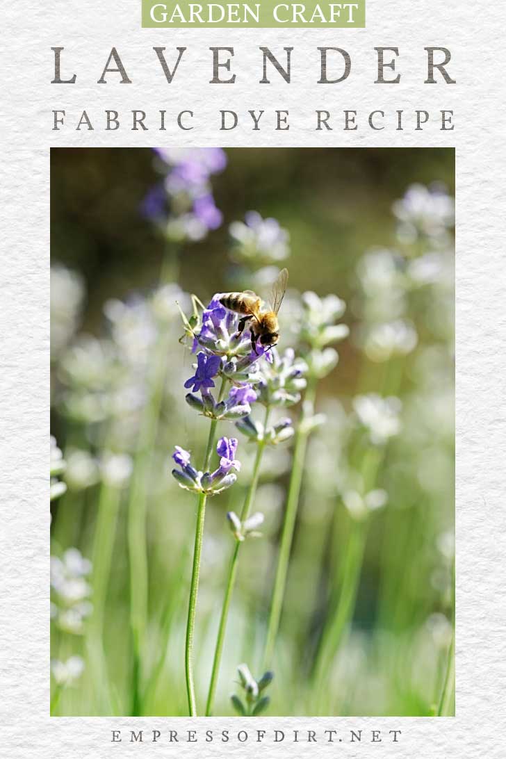 How to Dye Fabric With Lavender — Empress of Dirt