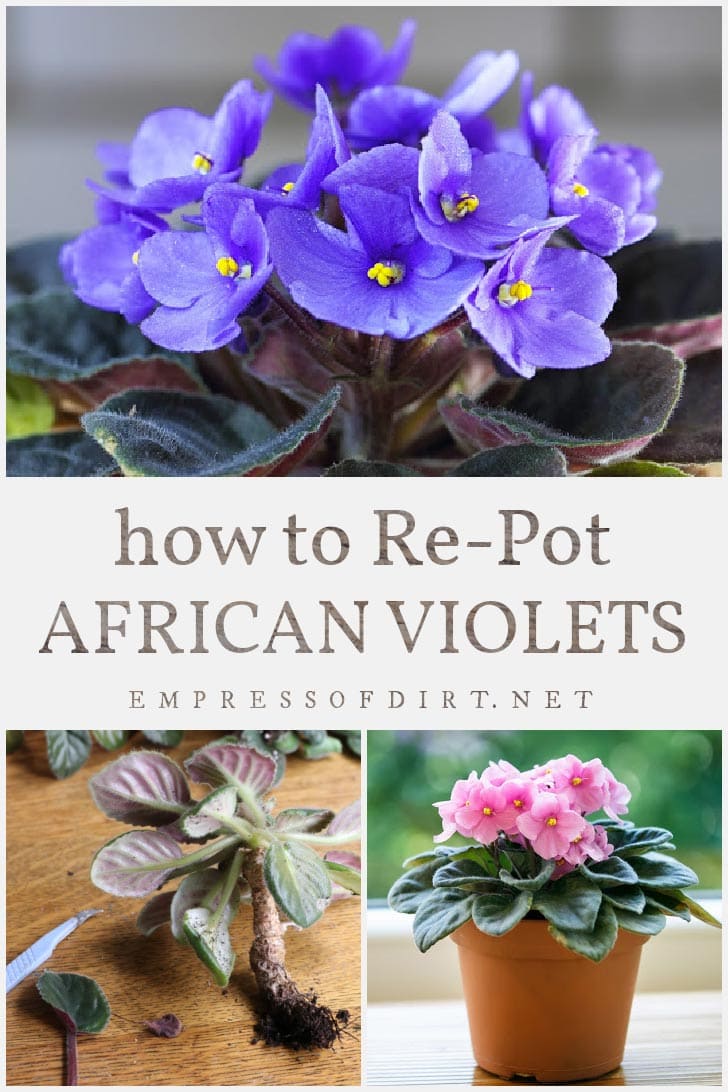 African violet plants with purple and pink flowers.