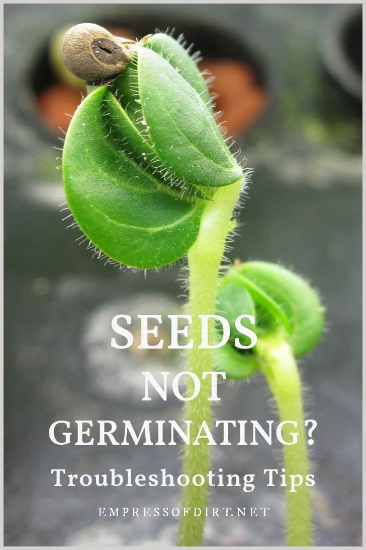 Seedling germinating