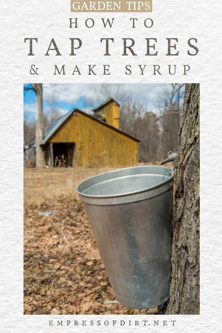 How to Tap Trees for Syrup in Your Garden — Empress of Dirt