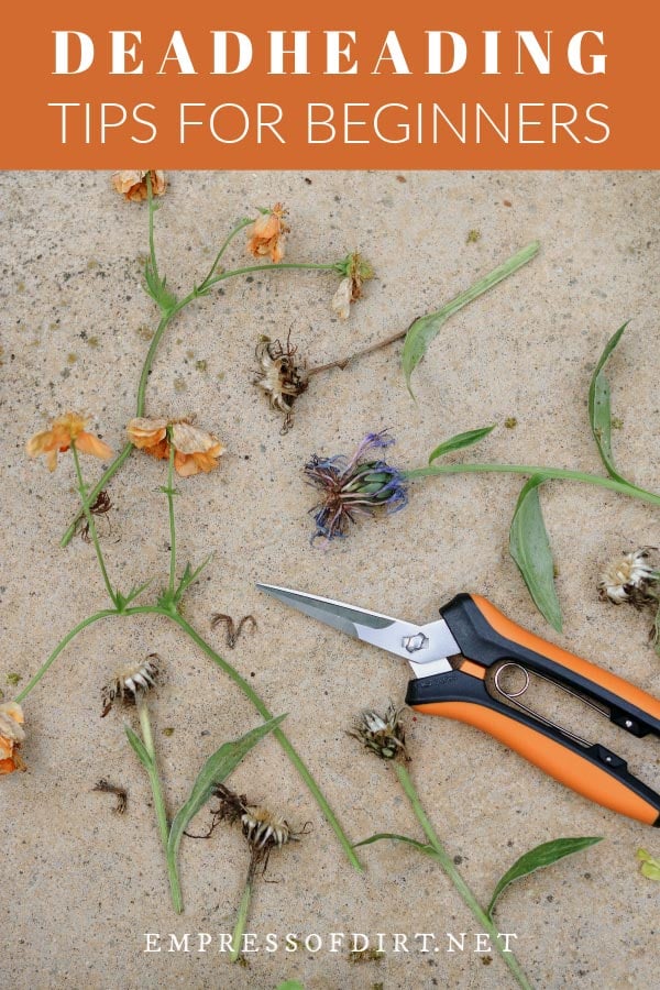 Pruning snips and flowers that have been deadheaded.