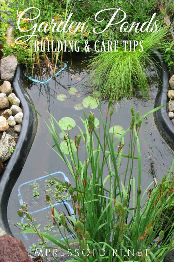 Fish Pond Tips and Ideas for Gardeners Empress of Dirt