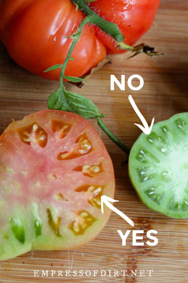 Tomatoes sliced open to show immature and mature seeds inside.