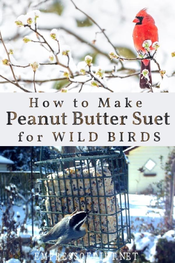 This homemade recipe is for wild birds in the winter when food is scarce. It's called un-suet because it does not contain lard like traditional suets do. It's simple to make and well-loved by the birds. Red male cardinal bird sitting on a snow-covered branch.