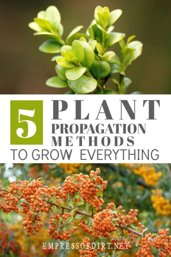 Basic propagation methods for beginner gardeners so you can grow your own plants.