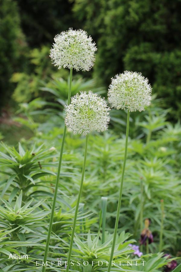 White allium blooming in early summer garden.